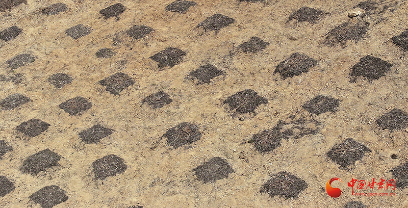 成縣：林下種天麻 致富添新路